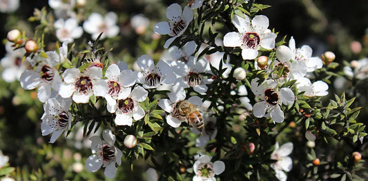 Why is the World Obsessed with Manuka Honey?